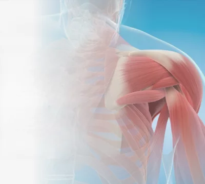 Muskelungleichgewichte und Beweglichkeitsdiagnostik